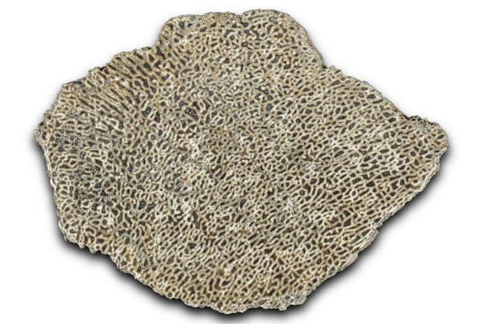 Polished Dinosaur Bone (Gembone) Slab - Morocco #349643